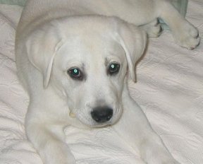 white male female lab puppy
