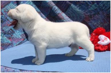 english white lab puppy, puppies , pups, white labrador retriever english puppies 