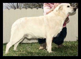 White Labrador Stud Male 