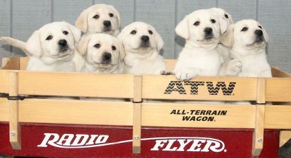 white lab pups blonde lab puppies yellow labrador pup