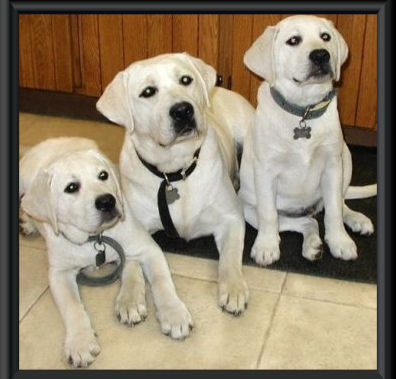 white labrador retreiver puppy pups white lab pups