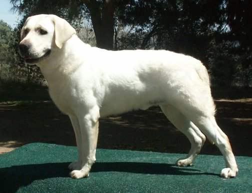 White Labrador Stud Male 