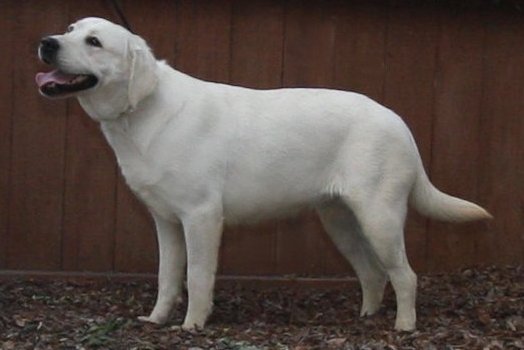 white female labrador retreiver 
