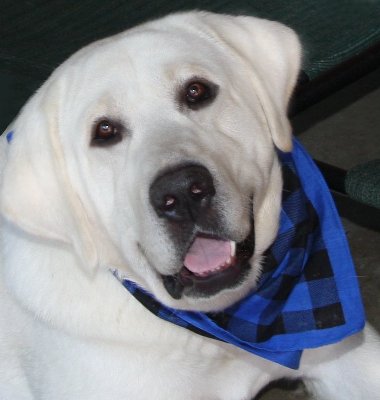 white male lab stud dog standing at stud available to stud yellow lab stud male 