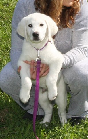 white male labrador retirever puppies 