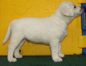white male female lab puppy