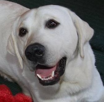 white english labrador retriever yellow male stud