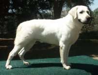 white labrador retriever stud dog 