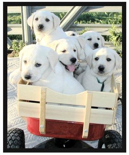 pictures of yellow labs. white blonde yellow lab pups