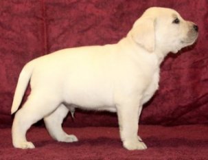 white labrador retriever, white lab puppy, white labs, white lab pup