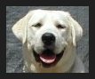 female white labrador retriever