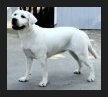 white lab puppies