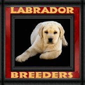 yellow labrador retriever puppy pups puppies