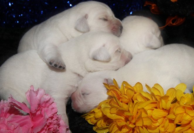 yellow lab puppies for sale. yellow lab puppies for sale.