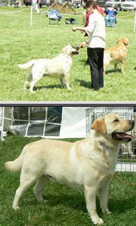 Yellow Labrador Retriever Male Dog