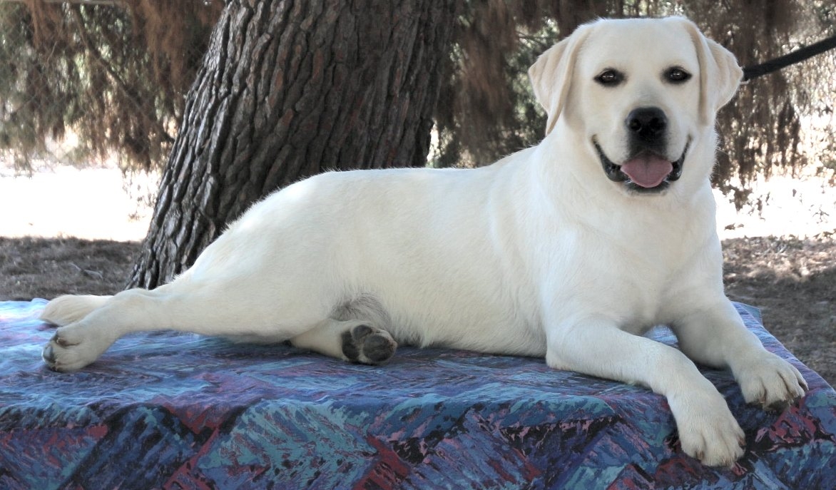 AKC English white labrador retriever stud dog 